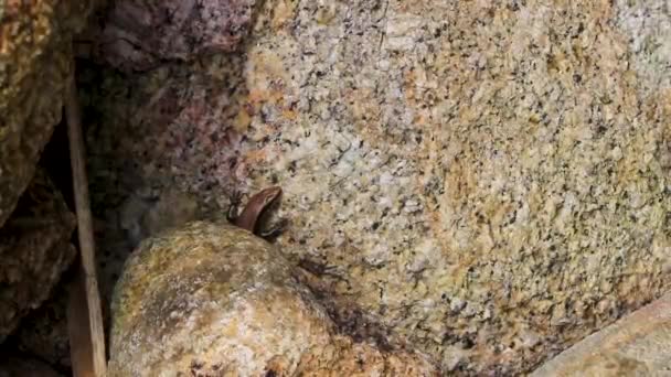 Lizards Geckos Iguanas Répteis Natureza Tailandesa Pedra Rocha Ramo Selva — Vídeo de Stock