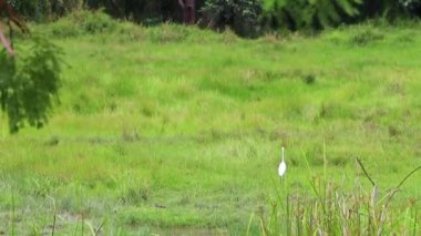 Güney Asya 'daki Phuket Adası Tayland' da Sakhu Thalang 'da tropikal bataklıkta yürüyen balıkçıl balığı..