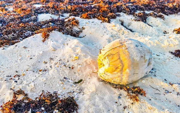 Old Fallen Coconut Lies Beach Rots Away Playa Del Carmen — Stockfoto