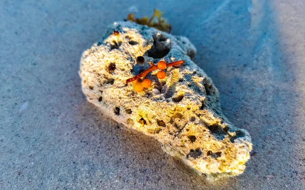 Stones Rocks Corals Seagrass Seaweed Sargazo Turquoise Green Blue Water — Stock fotografie