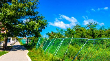 Tropikal doğa, Playa del Carmen Quintana Roo Mexico 'daki 5. Cadde kaldırımına palmiye ve ağaç diker..