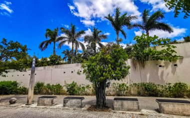 Tropikal doğa, Playa del Carmen Quintana Roo Mexico 'daki 5. Cadde kaldırımına palmiye ve ağaç diker..