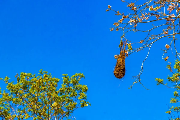 Навес Карибских Тропических Деревьев Голубым Небом Облаками Плайя Дель Кармен — стоковое фото