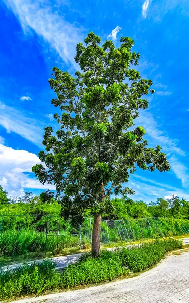 Tropikal doğa, Playa del Carmen Quintana Roo Mexico 'daki 5. Cadde kaldırımına palmiye ve ağaç diker..
