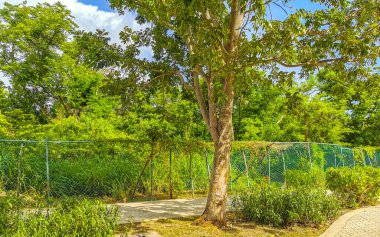 Tropikal doğa, Playa del Carmen Quintana Roo Mexico 'daki 5. Cadde kaldırımına palmiye ve ağaç diker..