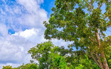 Playa del Carmen Meksika 'da mavi gökyüzü ve bulutları olan Karayip tropikal ağaçlarının tepe örtüsü.