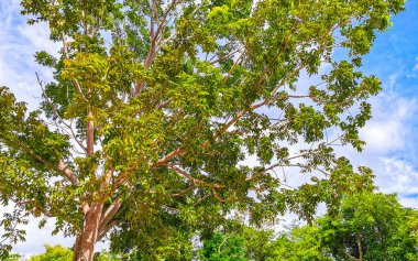 Playa del Carmen Meksika 'da mavi gökyüzü ve bulutları olan Karayip tropikal ağaçlarının tepe örtüsü.