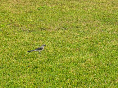 Tulum Quintana Roo Mexico 'da yeşil Karayip doğasında gri Kingbird beyaz sinekkapan sinek avcısı tropikal kuş kuşları.