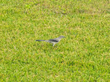 Tulum Quintana Roo Mexico 'da yeşil Karayip doğasında gri Kingbird beyaz sinekkapan sinek avcısı tropikal kuş kuşları.