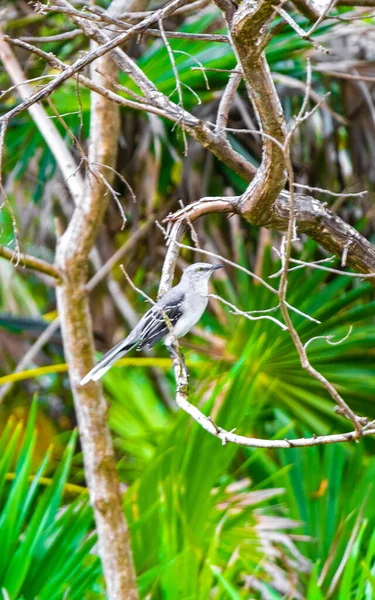 Gris Kingbird Moucherolle Blanc Gnatcatcher Oiseaux Tropicaux Dans Nature Verte — Photo