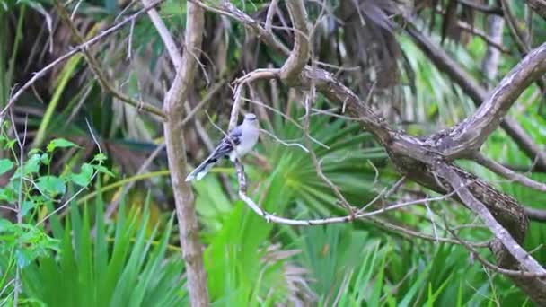 Белый Мухоловник Серый Kingbird Gnatcatch Другие Птицы Зеленой Кариесной Природе — стоковое видео