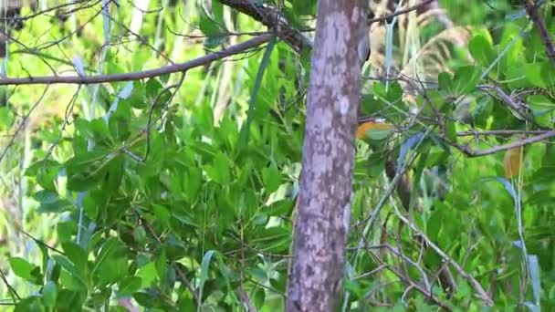 Gris Kingbird Moucherolle Blanc Gnatcatcher Oiseaux Tropicaux Dans Nature Verte — Video