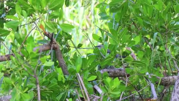 墨西哥普莱亚德尔卡门金塔纳罗奥州的灰金鸟白色飞禽捕食热带鸟类 — 图库视频影像