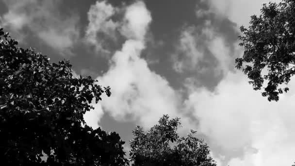 Балдахін Карибських Тропічних Дерев Блакитним Небом Хмарами Плайя Дель Кармен — стокове відео