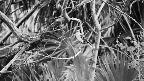 Harmaa Kingbird Valkoinen Flycatcher Gnatcatcher Trooppisia Lintuja Vihreä Karibialainen Luonto — kuvapankkivideo