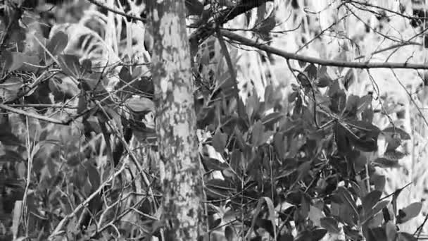 グレイキングバードホワイトフライキャッチャー グリーンカリブ海の自然のトロピカル鳥 プラヤデルカルメンキンタナルーメキシコ — ストック動画