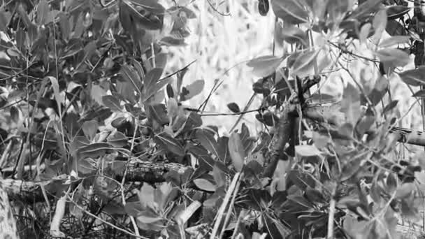 墨西哥普莱亚德尔卡门金塔纳罗奥州的灰金鸟白色飞禽捕食热带鸟类 — 图库视频影像