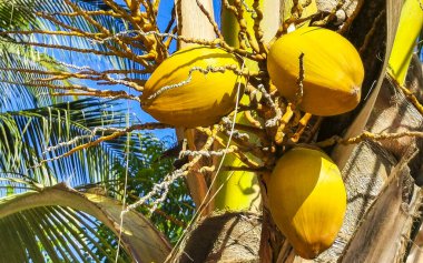 Zicatela Puerto Escondido Oaxaca Meksika 'da Hindistan cevizi ve mavi gökyüzü arka planlı tropik doğal Meksika palmiyesi..