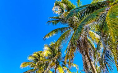 Zicatela Puerto Escondido Oaxaca Meksika 'da Hindistan cevizi ve mavi gökyüzü arka planlı tropik doğal Meksika palmiyesi..