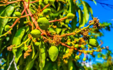Yeşil ve sarı mangolar olgunlaşır ve Meksika 'nın Zicatela Eserto Escondido Oaxaca bölgesindeki tropikal doğada mango ağacına tutunurlar..