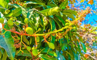 Yeşil ve sarı mangolar olgunlaşır ve Meksika 'nın Zicatela Eserto Escondido Oaxaca bölgesindeki tropikal doğada mango ağacına tutunurlar..