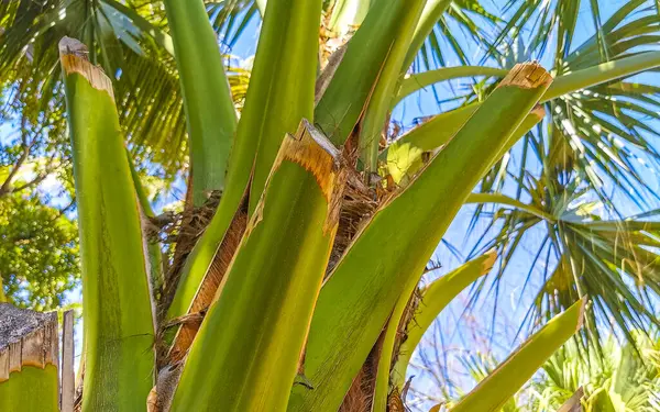 Palmera Tropical Natural Mexicana Con Coco Fondo Azul Zicatela Puerto —  Fotos de Stock