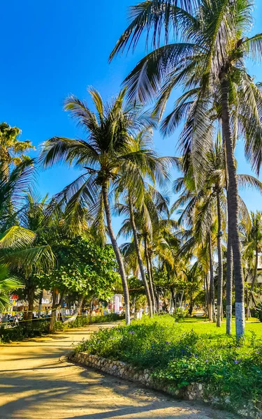 Tropikalne Naturalne Meksykańskie Palmy Orzechami Kokosowymi Błękitnym Tle Nieba Zicatela — Zdjęcie stockowe
