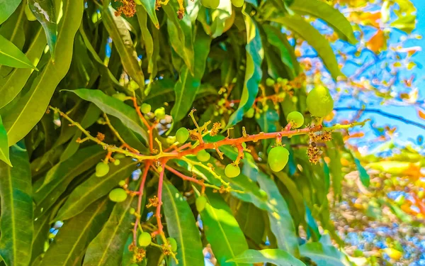 Πράσινο Και Κίτρινο Μάνγκο Ωριμάζουν Και Κρέμονται Δέντρο Μάνγκο Στην — Φωτογραφία Αρχείου