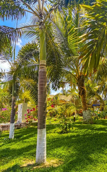 Zicatela Puerto Escondido Oaxaca Mexico有椰子和蓝天背景的热带天然墨西哥棕榈树 — 图库照片