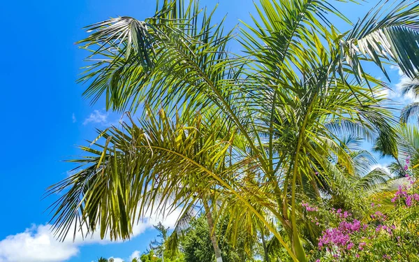 Тропические Натуральные Мексиканские Пальмы Кокосами Голубым Небом Фоне Сикателе Пуэрто — стоковое фото