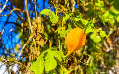 Playa del Carmen Quintana Roo Mexico 'da mavi gökyüzü ve bulutları olan Karayip tropikal ağaçlarının tepe örtüsü.