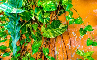 Tropical green and yellow plant with large leaves Dieffenbachia Dumb Cane houseplant is climbing the wall in Playa del Carmen Mexico.