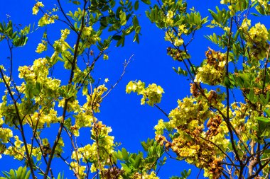 Playa del Carmen Meksika 'da mavi gökyüzü ve bulutları olan Karayip tropikal ağaçlarının tepe örtüsü.