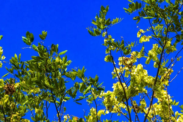 Canopy Caribbean Tropical Trees Blue Sky Clouds Playa Del Carmen — Fotografia de Stock