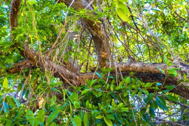 Playa del Carmen Quintana Roo Mexico 'da mavi gökyüzü ve bulutları olan Karayip tropikal ağaçlarının tepe örtüsü.