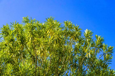Playa del Carmen Meksika 'da mavi gökyüzü ve bulutları olan Karayip tropikal ağaçlarının tepe örtüsü.