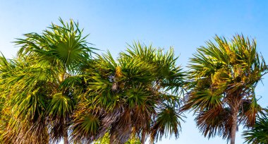 Playa del Carmen Quintana Roo Meksika 'da Hindistan cevizi ve mavi gökyüzü geçmişi olan tropik doğal Meksika palmiyeleri..