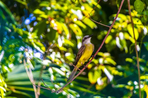 Bela Ave Amarela Tropical Caribenha Social Flycatcher Myiozetetes Similis Sentado — Fotografia de Stock