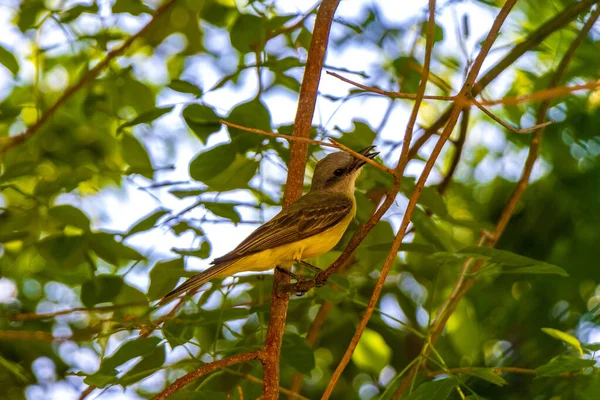 金塔纳罗奥岛美丽的加勒比热带黄鸟社会捕猎者Myiozetetes Similis栖息在大自然的栅栏上 — 图库照片