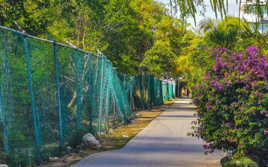 Tropikal doğa, Playa del Carmen Quintana Roo Mexico 'daki 5. Cadde kaldırımına palmiye ve ağaç diker..