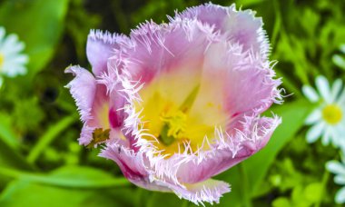 Lisse Güney Hollanda 'daki Keukenhof lale parkında bir sürü renkli lale ve nergis