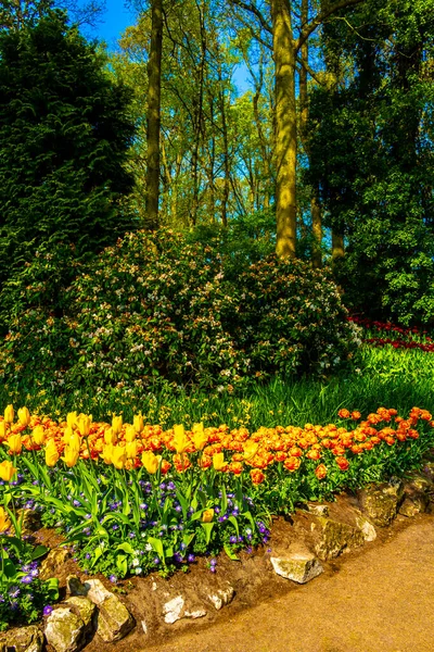 荷兰南部利塞的Keukenhof郁金香公园里有许多五彩缤纷的郁金香和水仙花 — 图库照片
