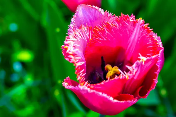 Многие Красочные Тюльпаны Нарциссы Парке Тюльпанов Keukenhof Лиссе Южная Голландия — стоковое фото