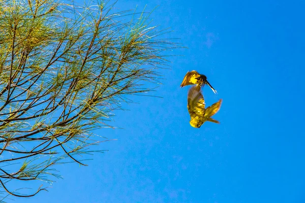 Огромные Поцелуи Птиц Летающих Играющих Карибском Пляже Деревья Голубое Небо — стоковое фото