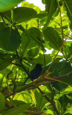 Playa del Carmen Quintana Roo Meksika 'daki egzotik doğa ve plajda tropik Karayip kuşu.