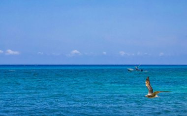 Plajlı ve turkuaz su arka planlı uçan martı kuşu Playa del Carmen Quintana Roo Mexico 'da.