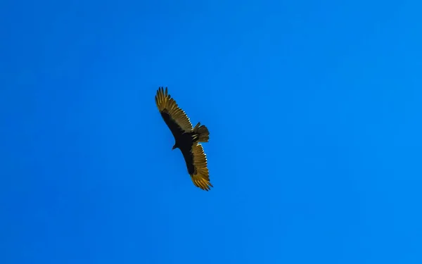 Flying Vulture Eagle Bird Prey Blue Sky Zicatela Puerto Escondido — Stock Photo, Image