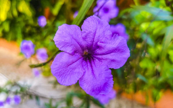 Lila Rosa Blå Violett Blomma Blommor Britton Wild Petunia Mexikanska — Stockfoto