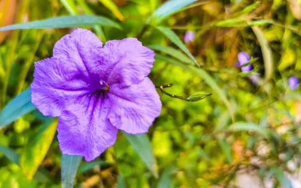 Mor pembe menekşe çiçekleri Britton 'un Vahşi Petunya' sı Meksika Bluebell 'i veya Playa del Carmen Quintana Roo Meksika' daki Meksika Petunyası.