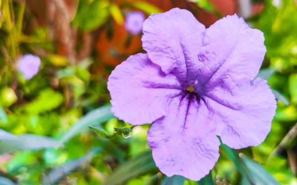Flores Violetas Púrpura Rosa Azul Britton Wild Petunia Mexican Bluebell — Foto de Stock